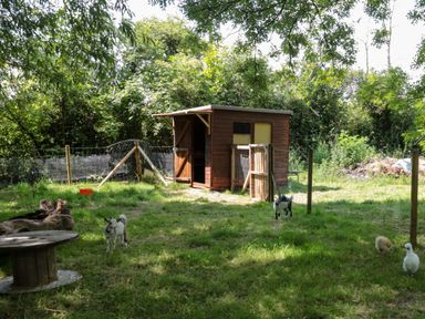 A fenced outdoor area with a wooden shed two goats and two chickens at The Foxes Den Shepherds Hut in Oldbury-On-Severn