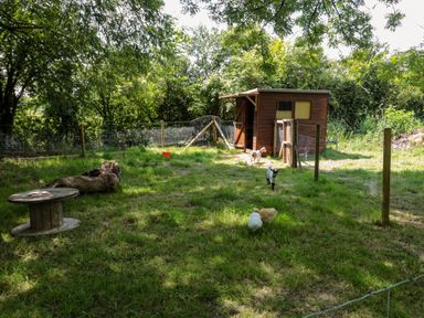 An outdoor enclosed grassy area with a wooden shed and small goats at The Foxes Den Shepherds Hut in Oldbury-On-Severn