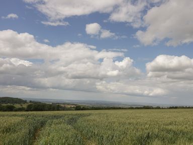 A field with tall grass and a cloudy sky at The Bindery in Broadway