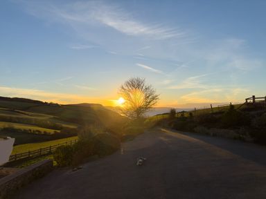 A paved road with a small dog lying on it a tree and fields with fences at sunset at Crogal Farmhouse in New Quay