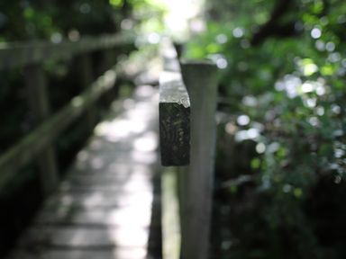 A wooden handrail along a pathway surrounded by green foliage