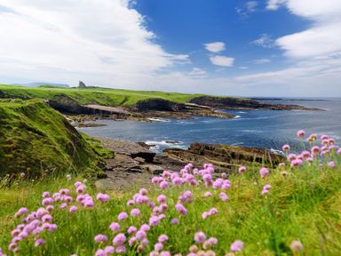 A coastal view with rocky cliffs green grass and purple flowers near the ocean at Marys Cottage Theur near Riverstown County Sligo