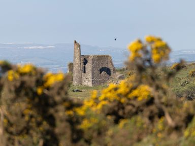 A stone ruin in a field with bushes at Owl Lodge in Menheniot