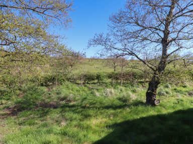A landscape with trees and grass at Encil Gyfrinfa, Gwynus, near Llithfaen