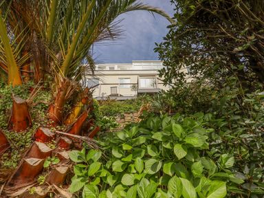 A house viewed from below surrounded by palm trees and other green foliage at Seahaze in Downderry