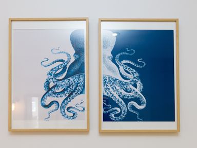 Two framed pictures of an octopus one with a white background and one with a blue background at Rebecca in Mullion Cove near Mullion