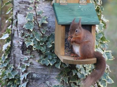 A red squirrel sitting on a wooden bird feeder attached to a tree covered in ivy at Hayeswater Lodge in Burnside Park near Keswick