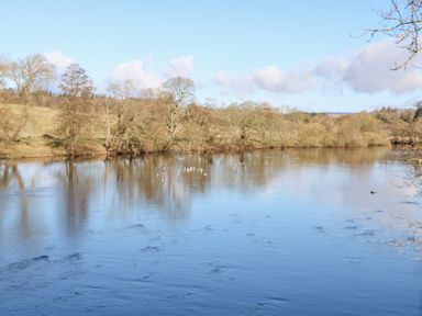 A river with birds on the water and trees along the bank at Bridge End Cottage in Wark