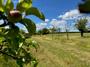An orchard with young fruit trees and grass under a blue sky at The Farmhouse in St Osyth
