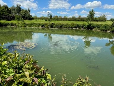 A pond with lily pads fish and plants around it under a partly cloudy sky at The Farmhouse in St Osyth