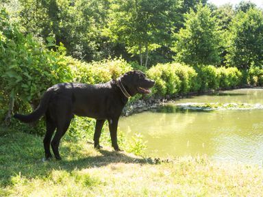 A dog standing near water at Lakewood Plot 2 in St. Osyth