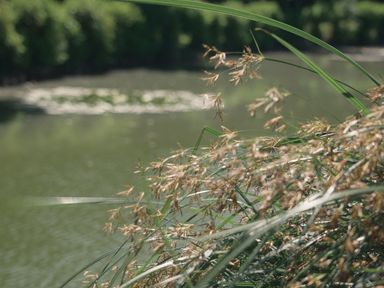 A view of water with grass and leaves at Lakewood Plot 2 St. Osyth