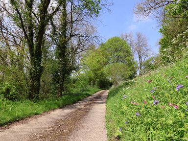 A dirt road surrounded by trees and wildflowers at Butterton Cottage in Combe Raleigh near Honiton