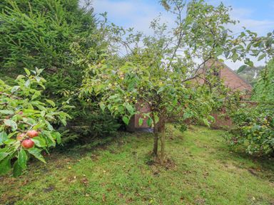 A garden with fruit trees and a brick building in the background at Coldharbour Farm Bungalow Annexe Coldharbour near Wareham
