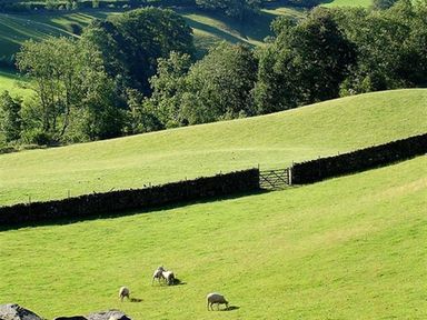 A grassy hillside with sheep grazing near a stone wall and gate at The Cosy Peacock in Troutbeck