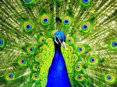 A peacock with its colorful tail feathers fanned out displaying blue and green eye patterns