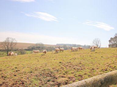A grassy field with sheep and lambs under a blue sky at Cuckoo Pen Cottage in Eastham near Tenbury Wells