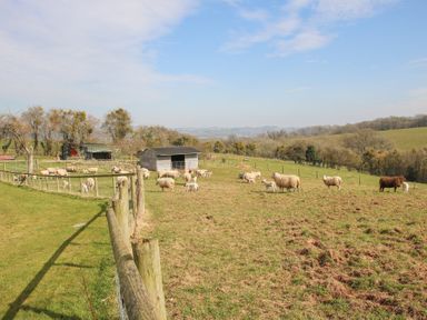A field with sheep and lambs near a wooden shed and fenced area at Cuckoo Pen Cottage in Eastham near Tenbury Wells