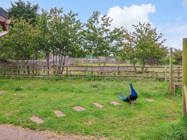 A backyard with grass and stepping stones with a peacock near a wooden fence and trees at The Manor House Skerry Vore Bryn Pydew near Llandudno Junction