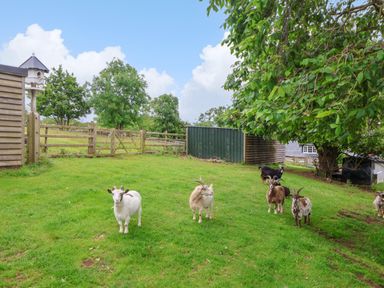A fenced grassy yard with a group of goats near wooden sheds and trees at The Manor House Skerry Vore in Bryn Pydew near Llandudno Junction