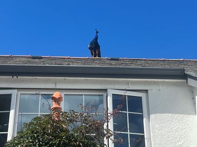 A peacock standing on the roof of a white house with windows and plants in front at The Manor House Skerry Vore Bryn Pydew near Llandudno Junction