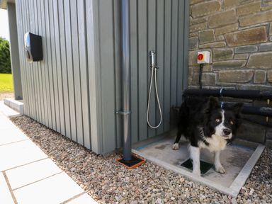 A black and white dog standing on a concrete pad next to a gray building with a hose and drainage pipes at Bramble Cottage in Wester Essendy near Dunkeld