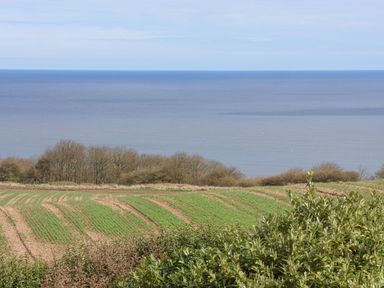 A field with green crops and bushes in front of a line of trees and the sea at 315 Filey Road in Scarborough