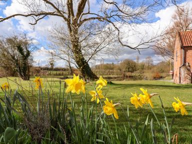 A garden with yellow daffodils trees and a brick building at Brook Farm in St Nicholas near Halesworth