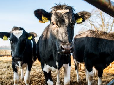 Three black and white cows standing on straw outdoors with blue sky in the background