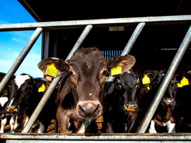Cows with ear tags behind metal railings in a barn at Widgeon in Wheatacre