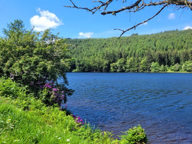 A lake with trees and flowers along the shore under a blue sky at Lodge 2 - Inglewood Lodge in Spean Bridge