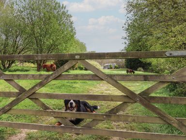 A wooden gate with a dog lying behind it and ponies grazing on grass in the background at Burr 2 Shepherds Hut Swimbridge near Barnstaple