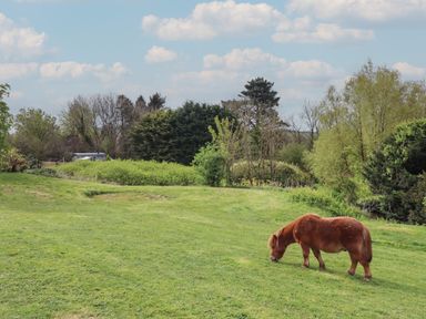 A small brown pony grazing on green grass with trees and bushes in the background at Burr 2 Shepherds Hut Swimbridge near Barnstaple