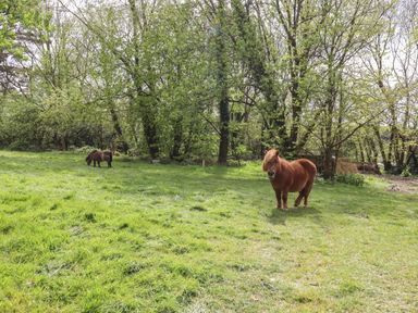 A grassy field with two small horses and trees in the background at Burr 2 Shepherds Hut Swimbridge near Barnstaple