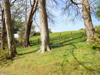 A grassy area with several large trees and a fence in the background at Hill View in Bryncrug near Tywyn