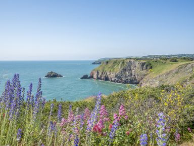 A coastal view with cliffs and flowers at Lodge 66 at Riviera Bay Coastal Retreat Brixham
