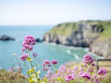 Flowers in front of a sea view at Lodge 71 at Riviera Bay Coastal Retreat Brixham