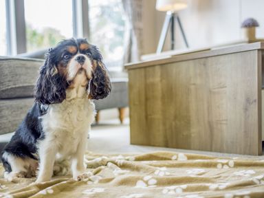 A dog sitting on a blanket in a living room at Lodge 73 at Riviera Bay Coastal Retreat Brixham