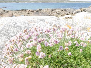 Pink flowers growing on green grass near large rocks with sea and distant land in background at Rossaveel Upper in Rossaveel County Galway