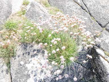 A cluster of small flowers growing between large stones at Rossaveel Upper in Rossaveel County Galway