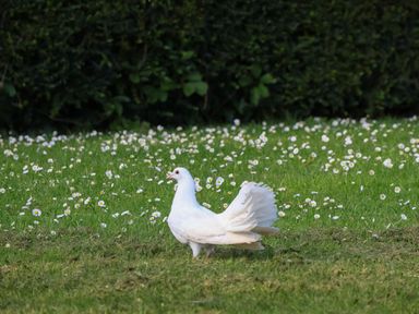A white pigeon standing on grass with white flowers and bushes in the background
