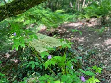 A wooden bench in a forest surrounded by green plants and small purple flowers at Collen in Aberaeron