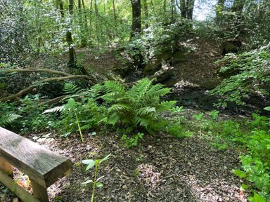A forest floor with ferns and a wooden bench near a small stream at Collen in Aberaeron