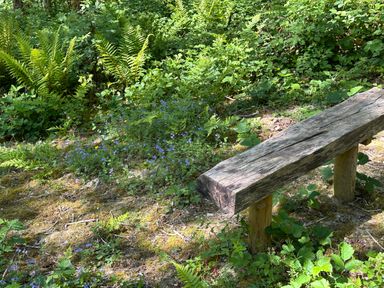 A wooden bench surrounded by green plants and small purple flowers in an outdoor natural setting