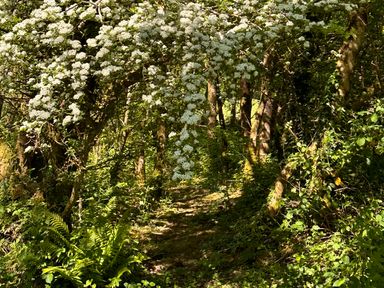 A wooded forest path with sunlight filtering through trees and white flowering branches overhead at Collen in Aberaeron