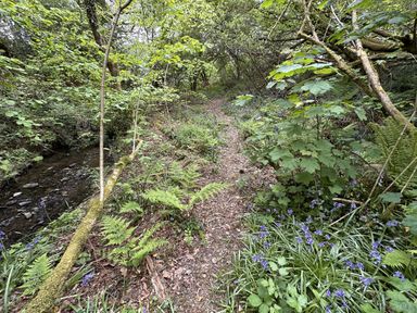 A path through trees and plants by a stream at Collen in Aberaeron