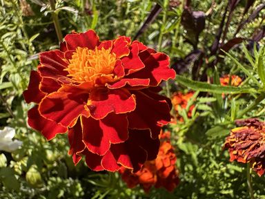A marigold flower in a garden at Collen in Aberaeron