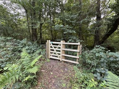 A gate leading into a wooded area with ferns at Collen in Aberaeron