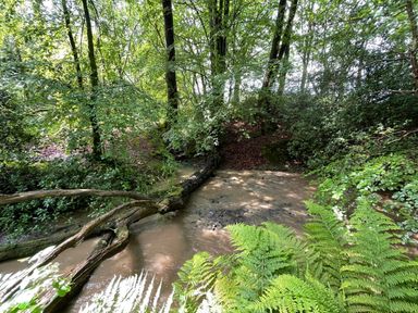 A stream surrounded by trees and ferns at Collen in Aberaeron