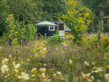 A building with an umbrella in a flower field at Bedwen in Aberaeron